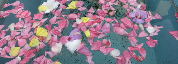 Blüttenblätter in Wasserbecken