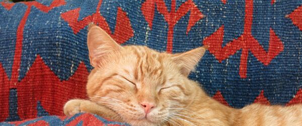 Rotweisse Katze schläft auf blau-rot gemustertem Kelim