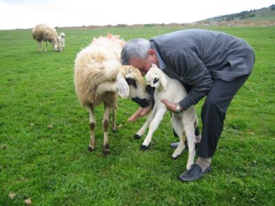 Schafe mit Lämmchen in der anatolischen Hochebene