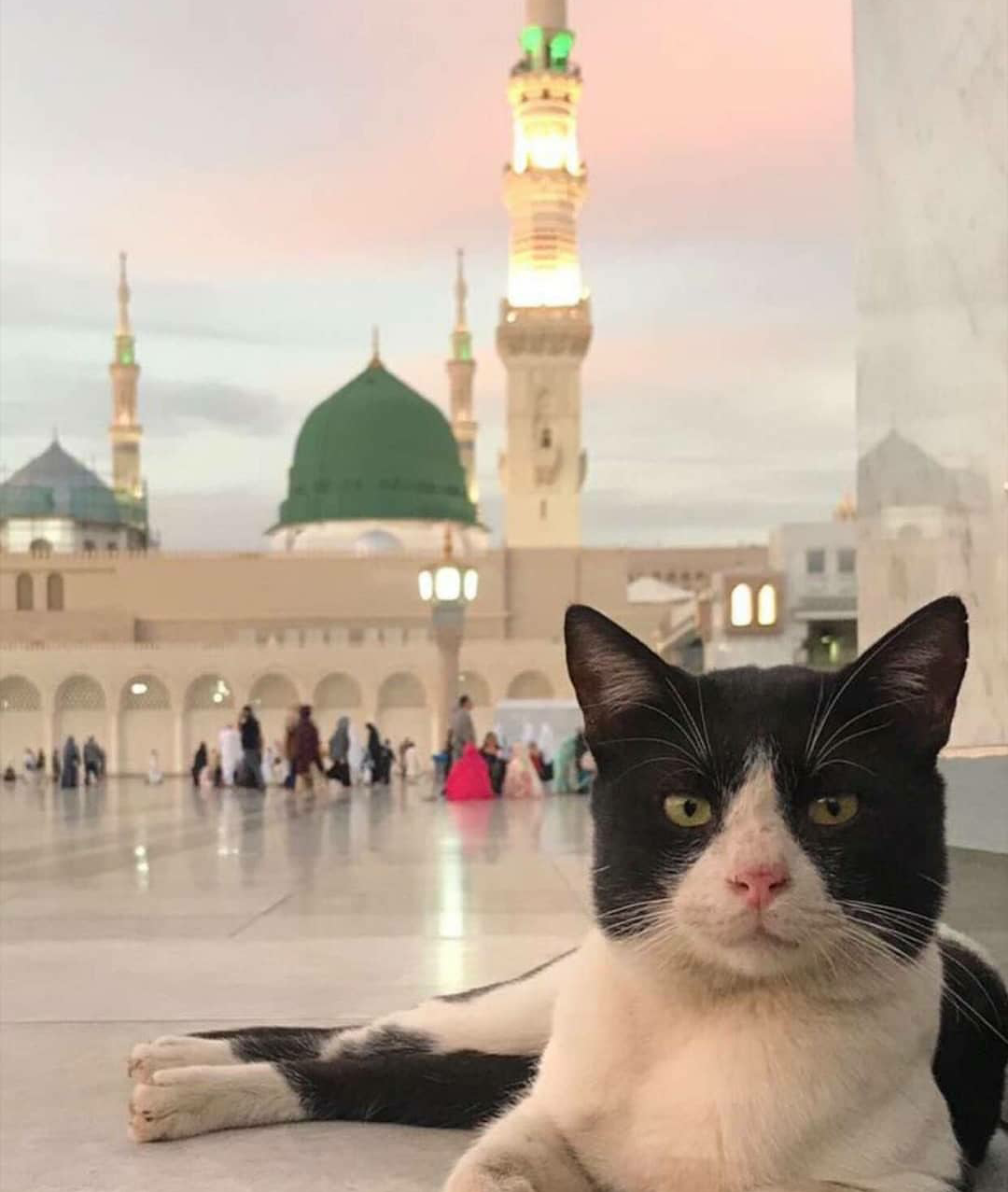 Katze auf einem Platz liegend vor Moscheekuppeln
