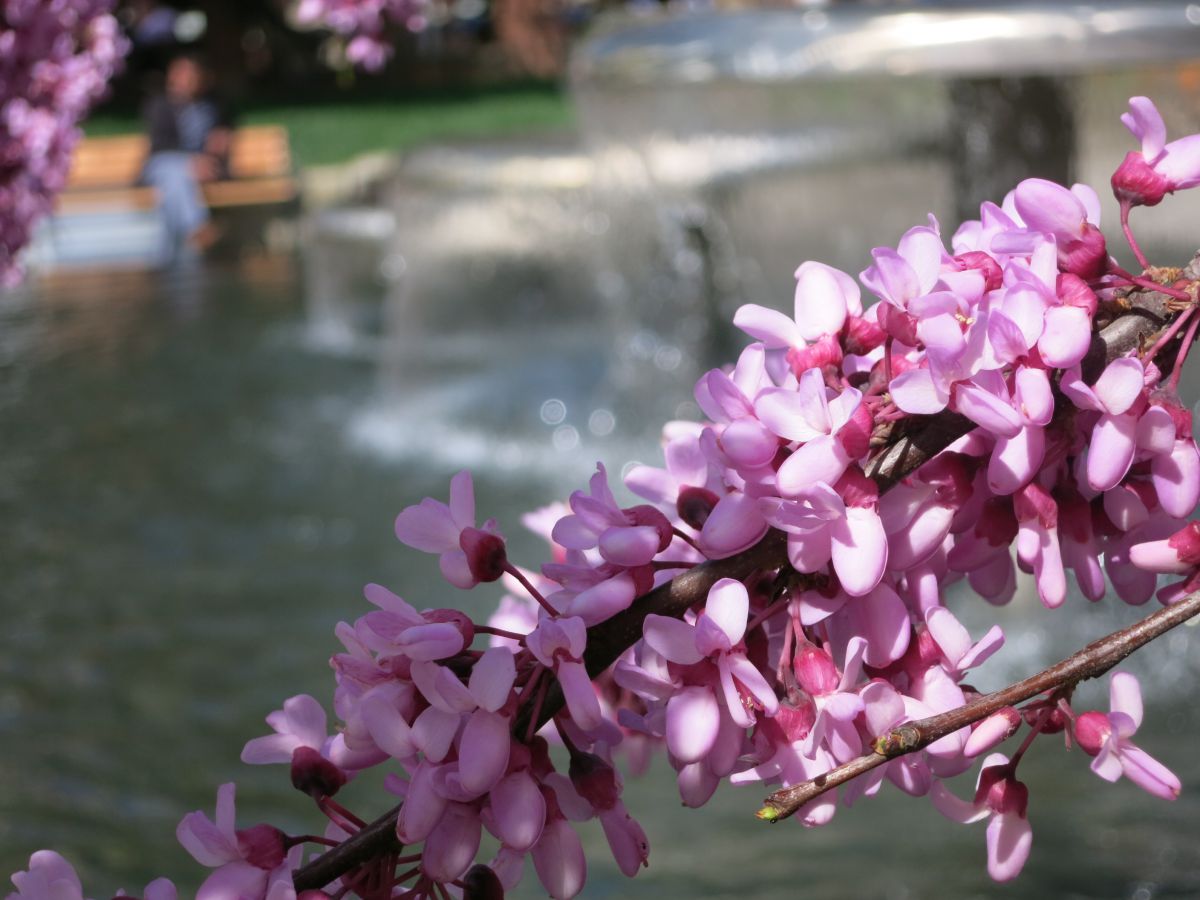 Erguvan-Baum mit rosa Blüten
