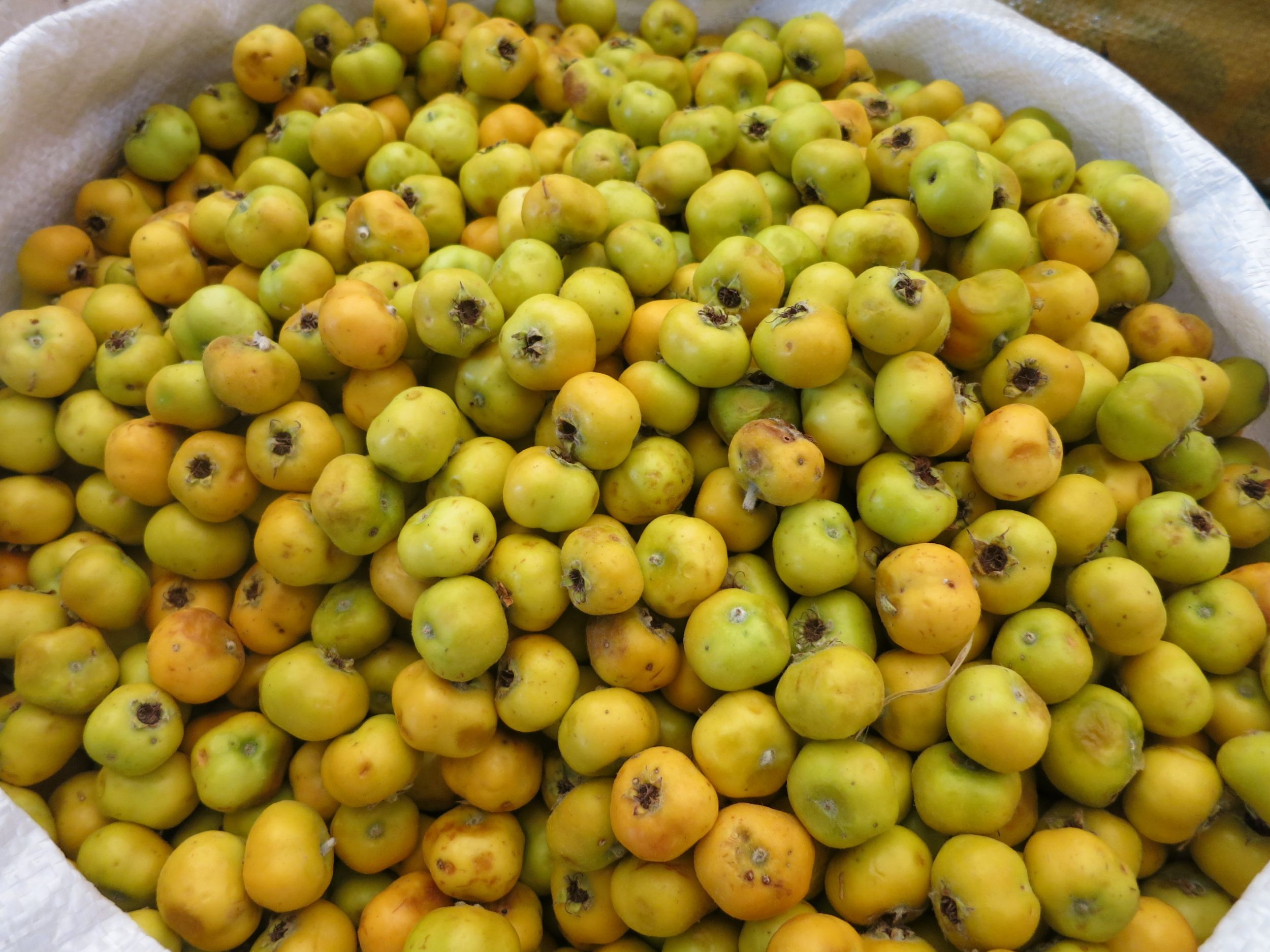 kleine gelbe Früchte des Weissdorns in einer Schale